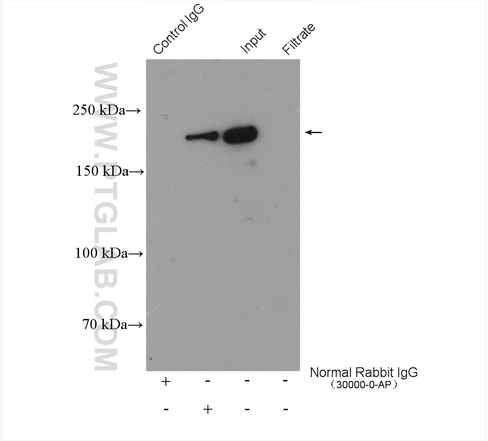 Immunoprecipitation (IP) experiment of A549 cells using BRD4 Polyclonal antibody (28486-1-AP)