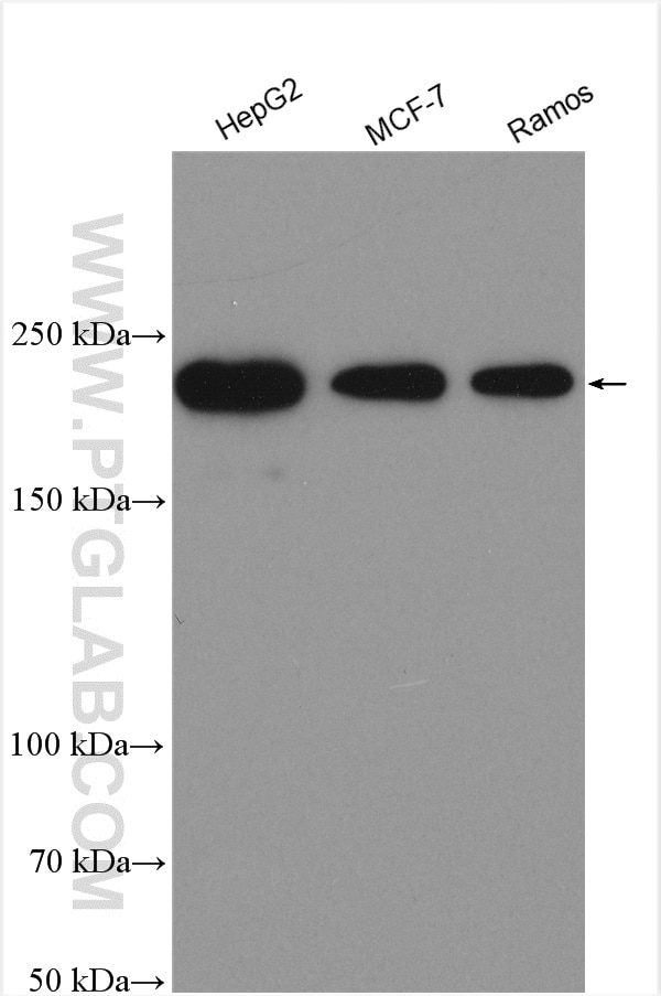 Western Blot (WB) analysis of various lysates using BRD4 Polyclonal antibody (28486-1-AP)