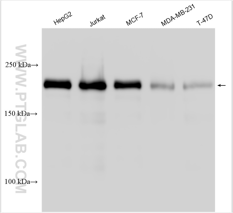 Western Blot (WB) analysis of various lysates using BRD4 Polyclonal antibody (28486-1-AP)