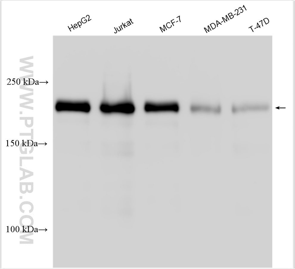 WB analysis using 28486-1-AP