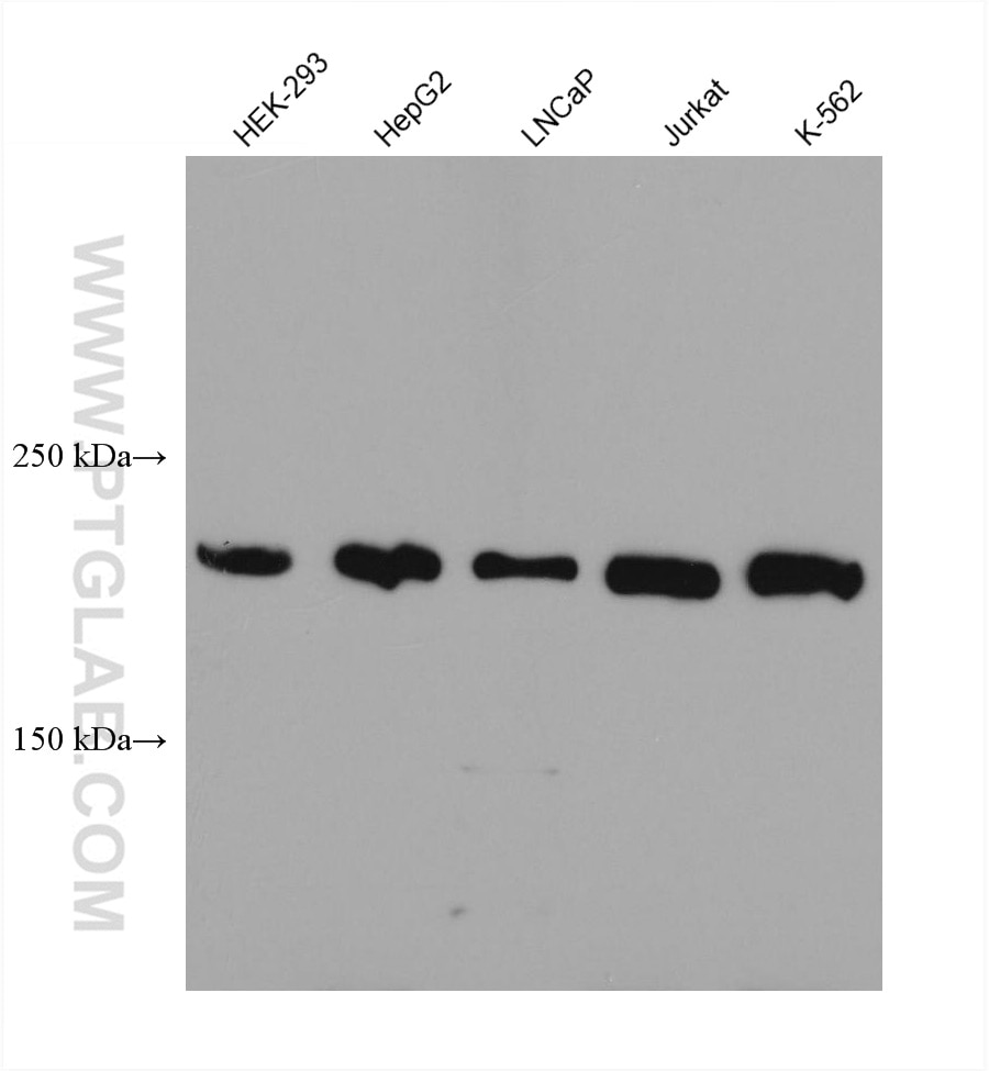 Western Blot (WB) analysis of various lysates using BRD4 Monoclonal antibody (67374-2-Ig)
