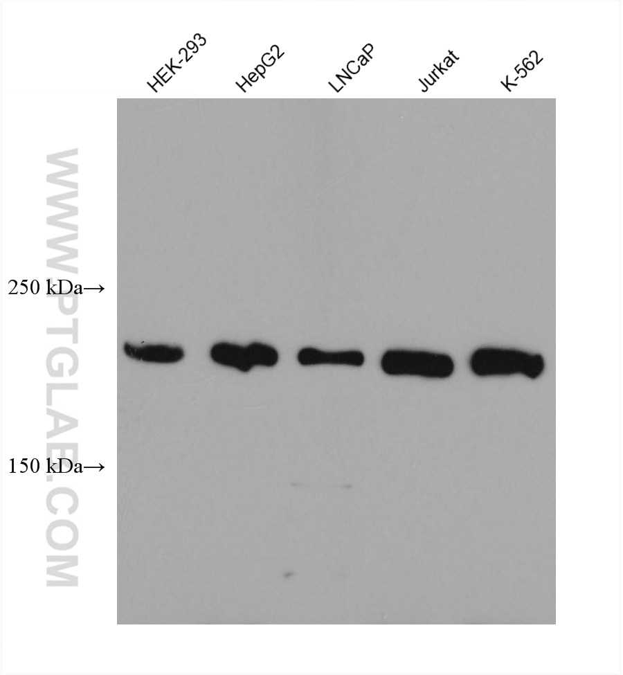 WB analysis using 67374-2-Ig