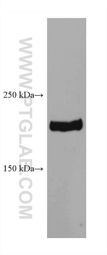 Western Blot (WB) analysis of NIH/3T3 cells using BRD4 Monoclonal antibody (67374-2-Ig)