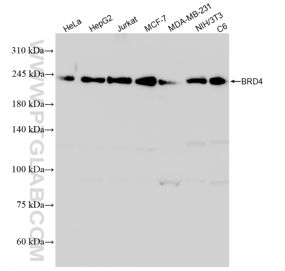 WB analysis using 88289-1-RR (same clone as 88289-1-PBS) Western Blot (WB) analysis of various lysates using BRD4 Recombinant monoclonal antibody (88289-1-RR)