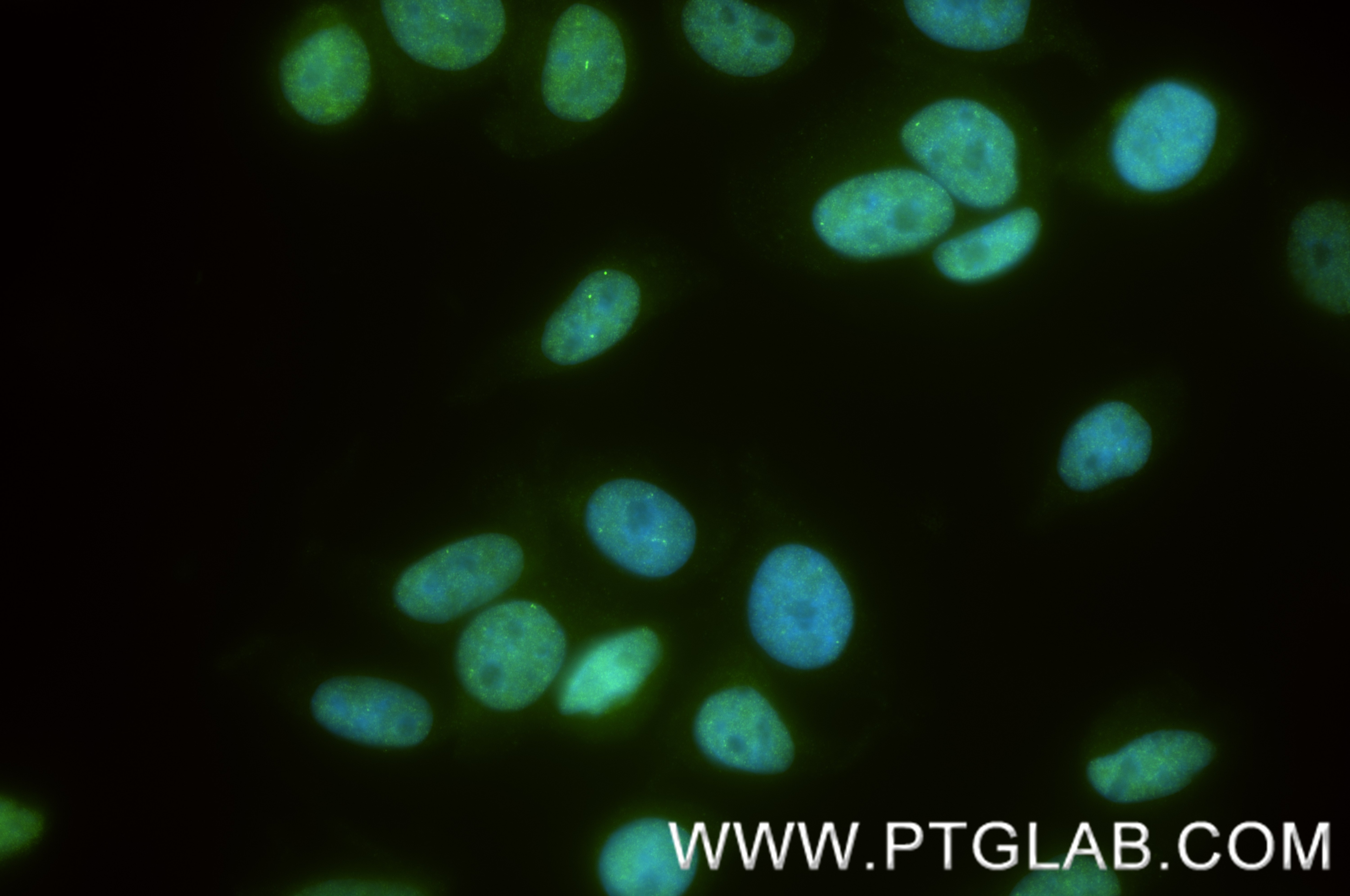 IF Staining of HepG2 using 88289-2-RR (same clone as 88289-2-PBS) Immunofluorescence (IF) / fluorescent staining of HepG2 cells using BRD4 Recombinant monoclonal antibody (88289-2-RR)