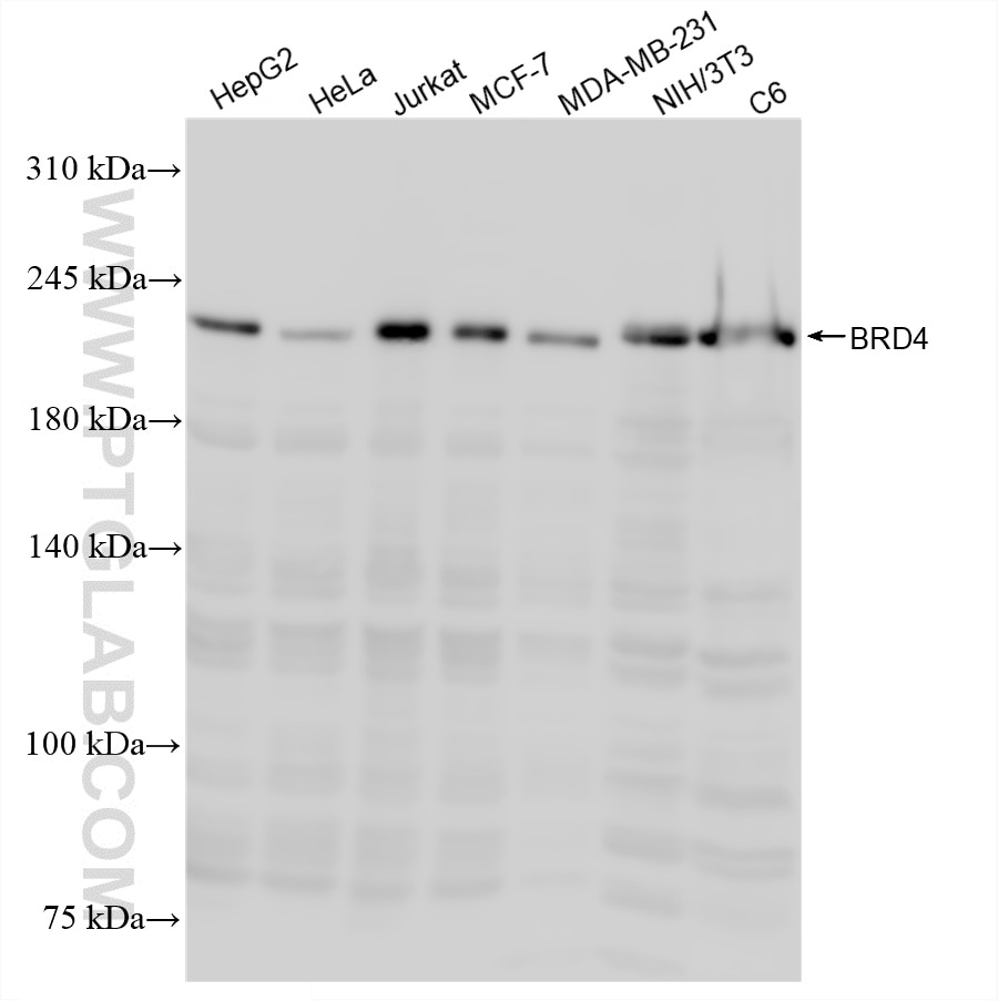 WB analysis using 88289-2-RR (same clone as 88289-2-PBS) Western Blot (WB) analysis of various lysates using BRD4 Recombinant monoclonal antibody (88289-2-RR)