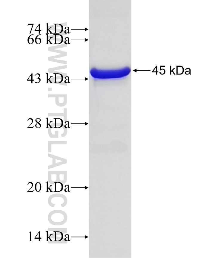 BRD4 fusion protein Ag27545 SDS-PAGE