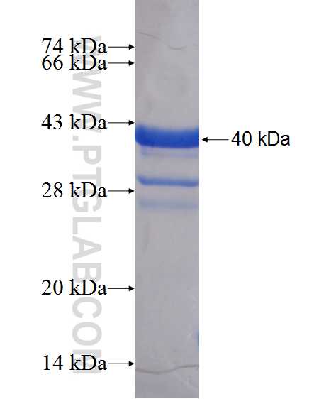 BRD4 fusion protein Ag20736 SDS-PAGE