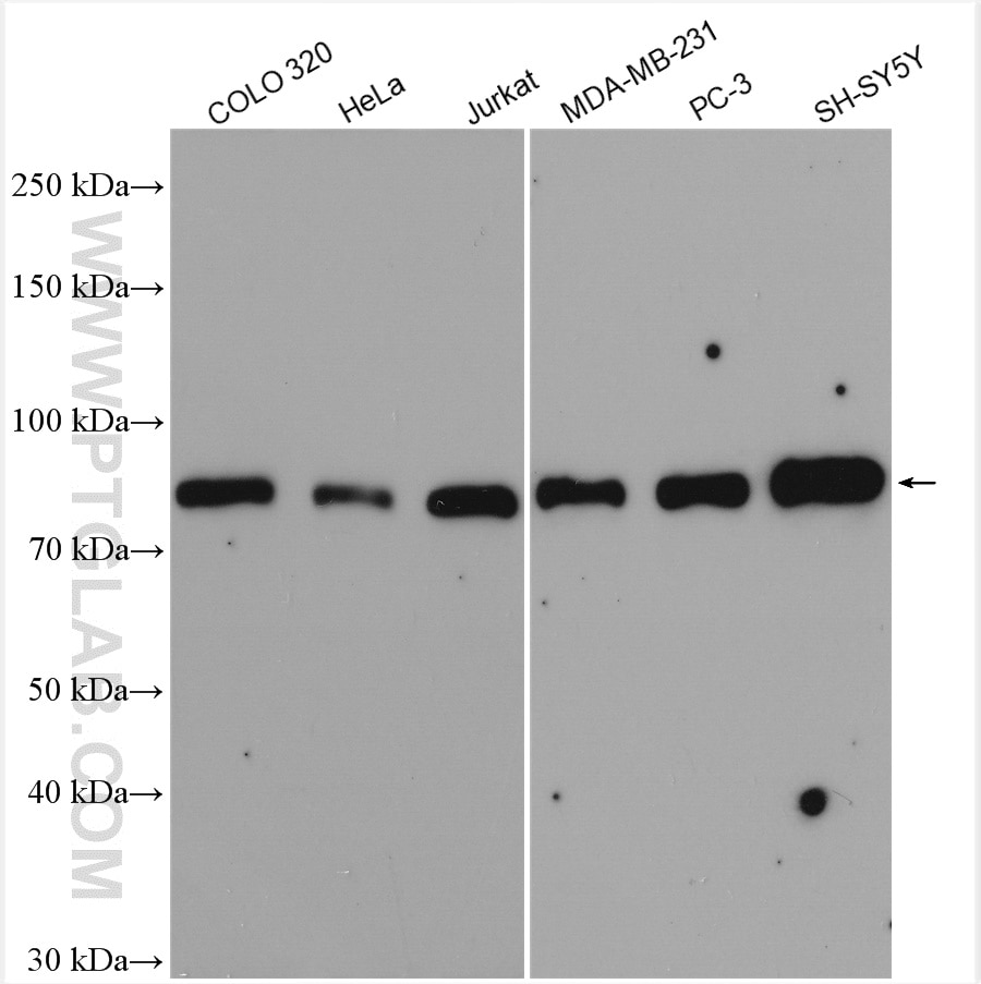 Western Blot (WB) analysis of various lysates using BRD7 Polyclonal antibody (51009-2-AP)