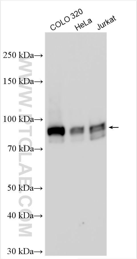 Western Blot (WB) analysis of various lysates using BRD7 Polyclonal antibody (51009-2-AP)