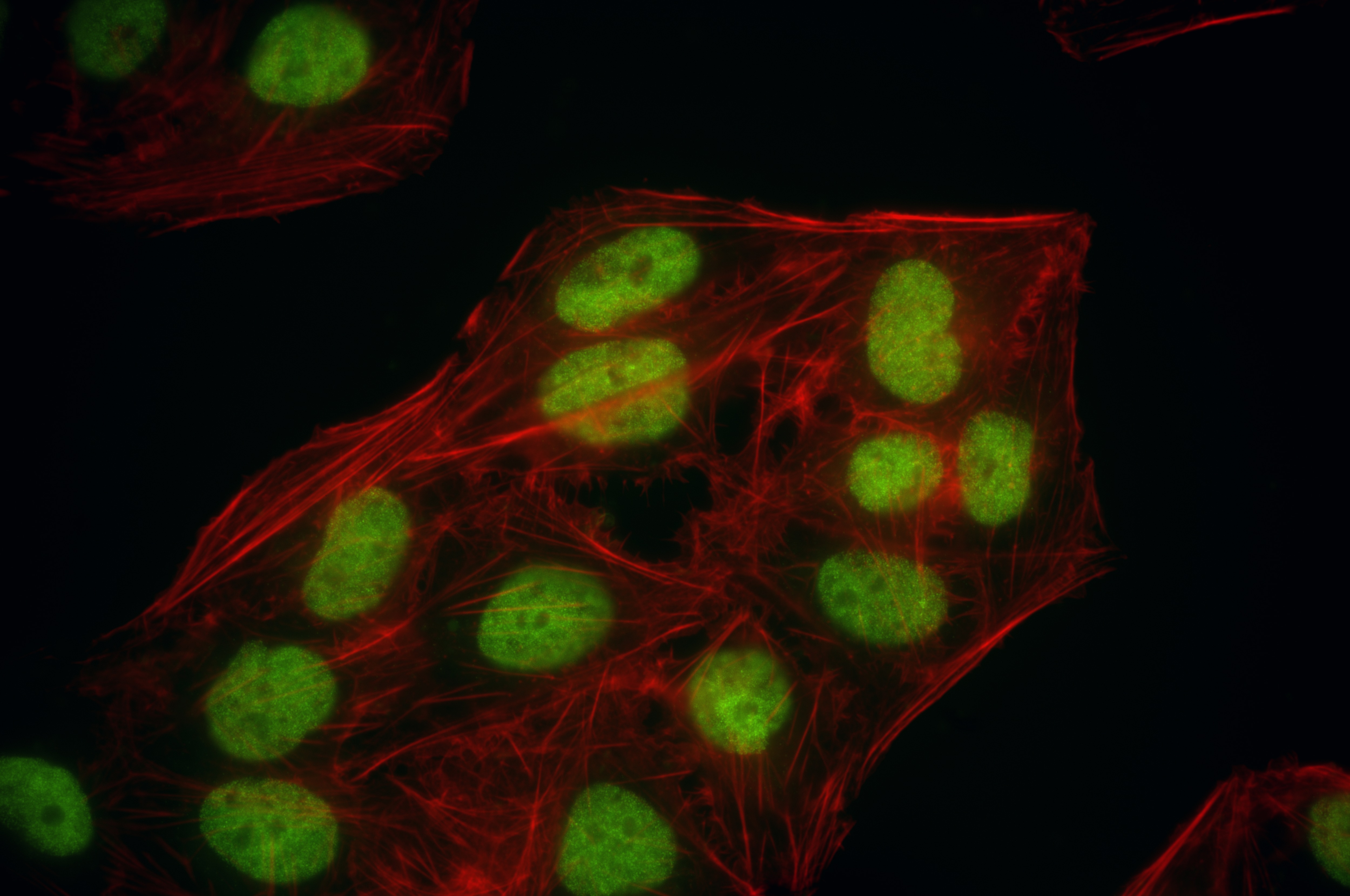 Immunofluorescence (IF) / fluorescent staining of U2OS cells using BRD7 Recombinant antibody (86176-1-RR)