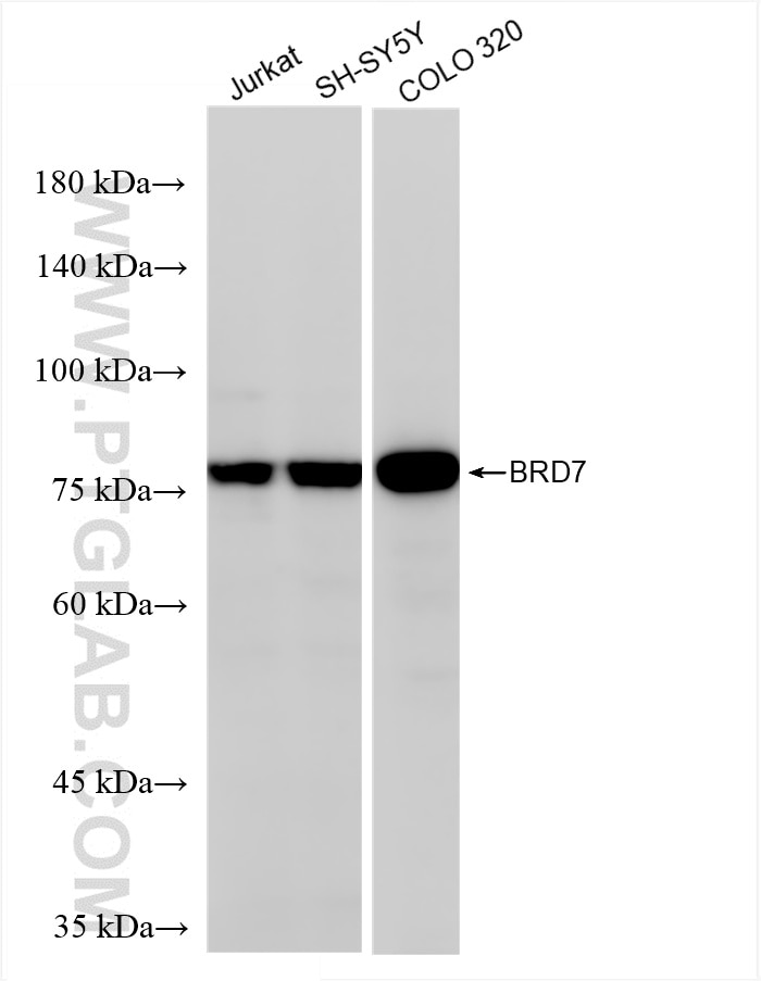 Western Blot (WB) analysis of various lysates using BRD7 Recombinant antibody (86176-2-RR)
