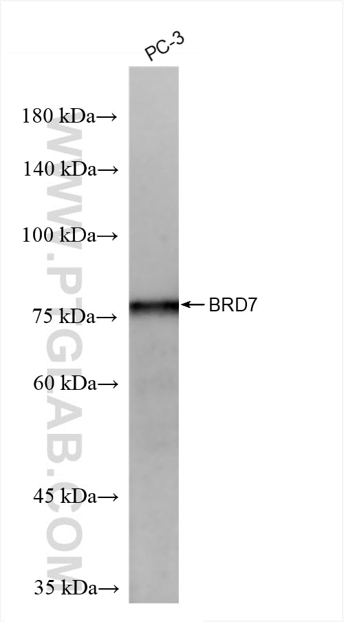 BRD7