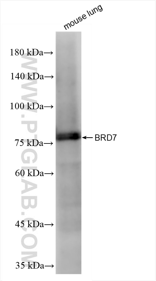 Western Blot (WB) analysis of mouse lung tissue using BRD7 Recombinant antibody (86176-2-RR)