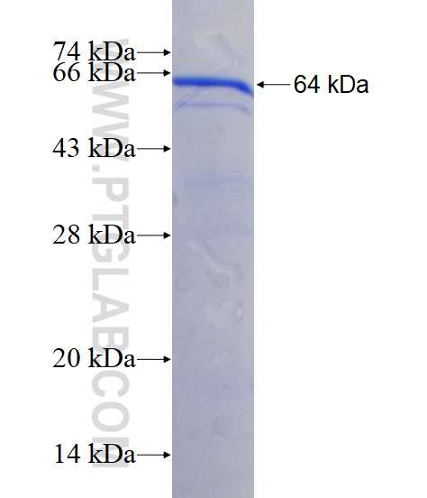 BRD7 fusion protein Ag3911 SDS-PAGE