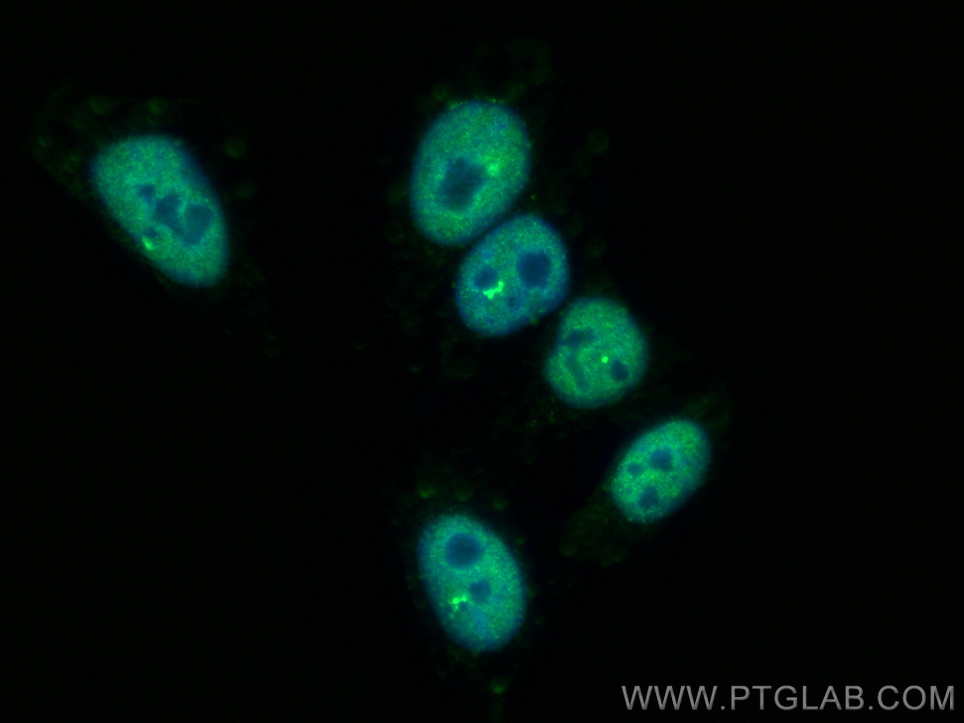 Immunofluorescence (IF) / fluorescent staining of HepG2 cells using BRD8 Monoclonal antibody (60121-1-Ig)