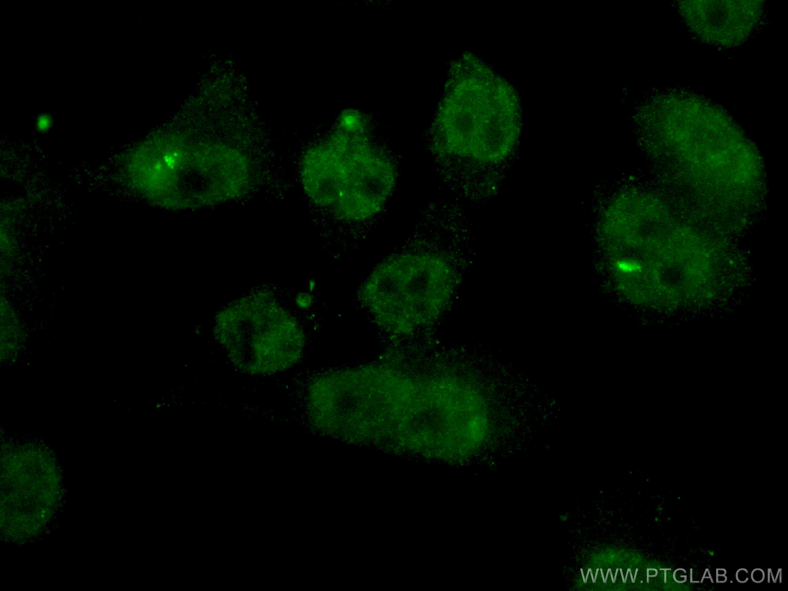 Immunofluorescence (IF) / fluorescent staining of HepG2 cells using CoraLite® Plus 488-conjugated BRD8 Monoclonal anti (CL488-60121)