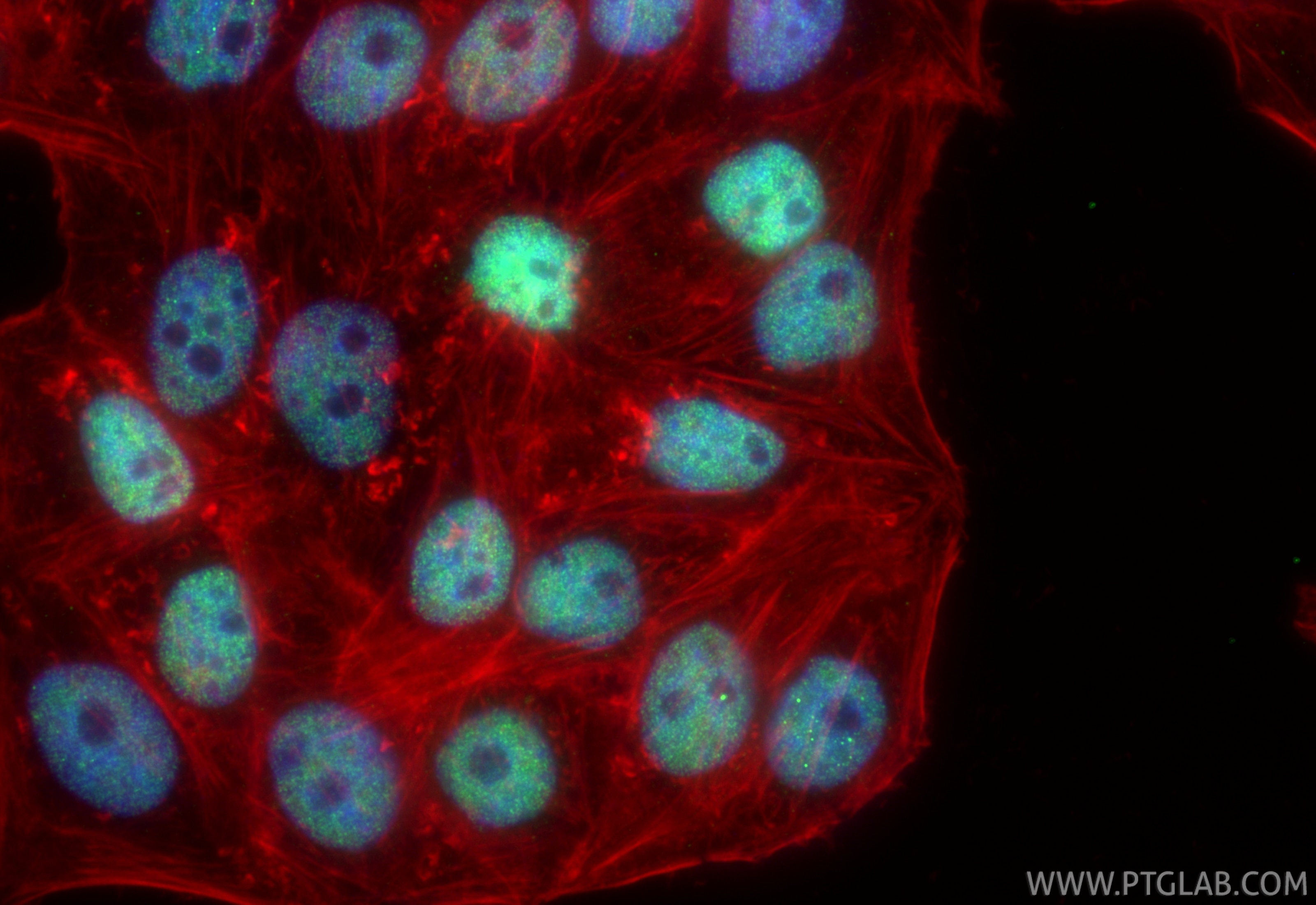 Immunofluorescence (IF) / fluorescent staining of HepG2 cells using CoraLite® Plus 488-conjugated BRD8 Recombinant ant (CL488-84965)