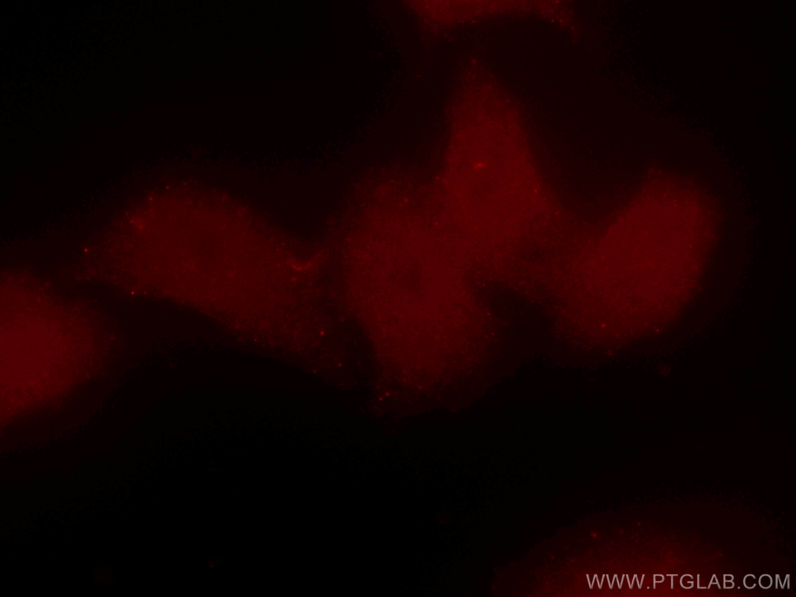 Immunofluorescence (IF) / fluorescent staining of HepG2 cells using CoraLite®594-conjugated BRD8 Monoclonal antibody (CL594-60121)