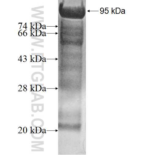 BRD8 fusion protein Ag0790 SDS-PAGE