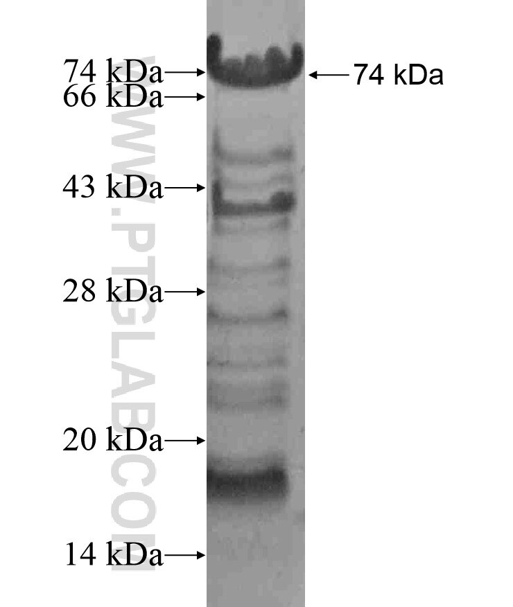 BRD8 fusion protein Ag17062 SDS-PAGE