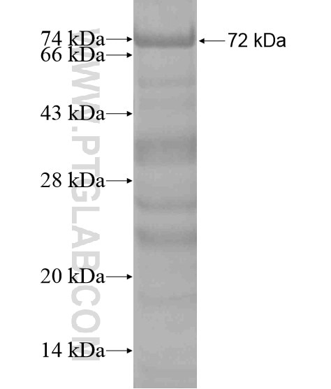 BRD9 fusion protein Ag20427 SDS-PAGE