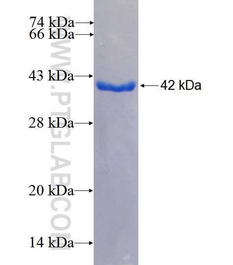 BRDT fusion protein Ag26714 SDS-PAGE
