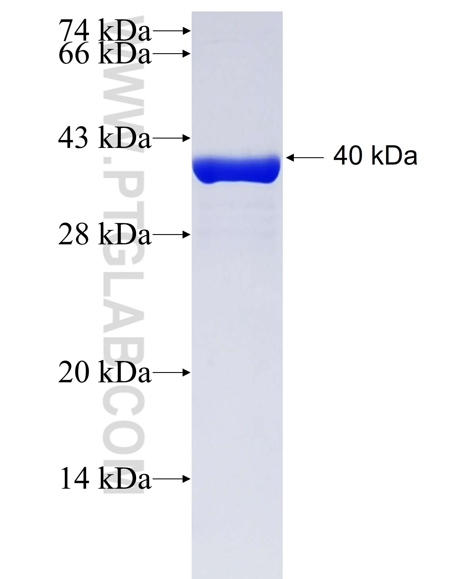 BRDT fusion protein Ag26714 SDS-PAGE