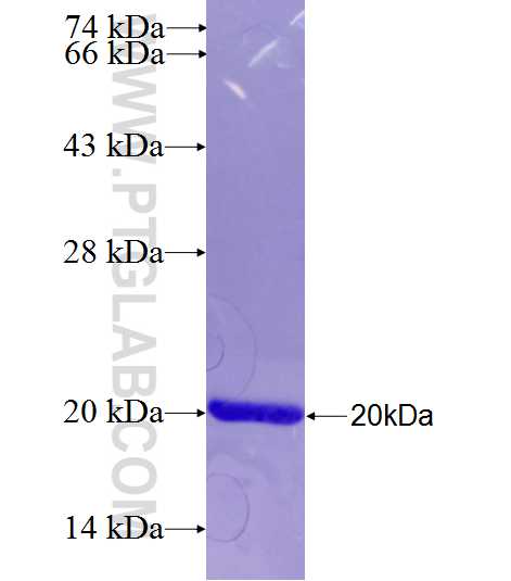 BRDT fusion protein Ag26794 SDS-PAGE