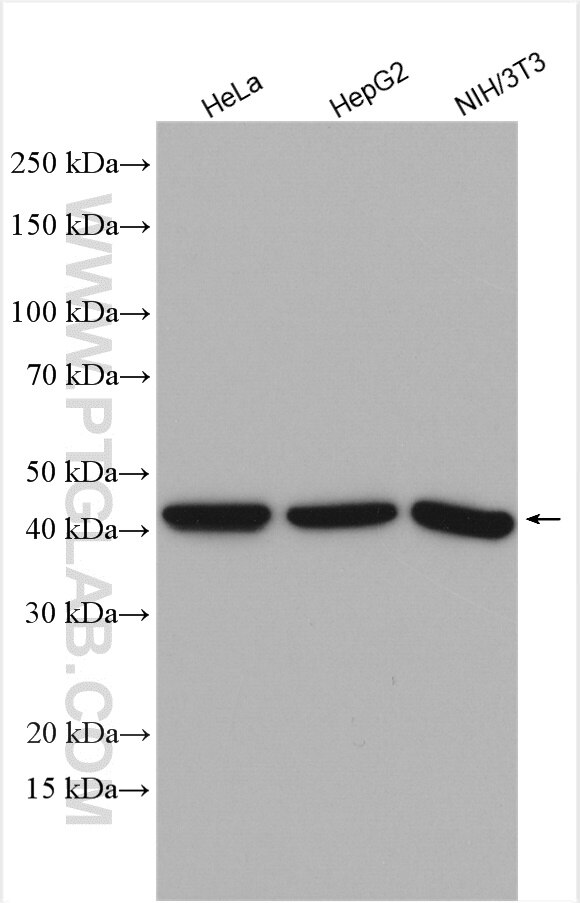 Western Blot (WB) analysis of various lysates using BRE Polyclonal antibody (11702-1-AP)