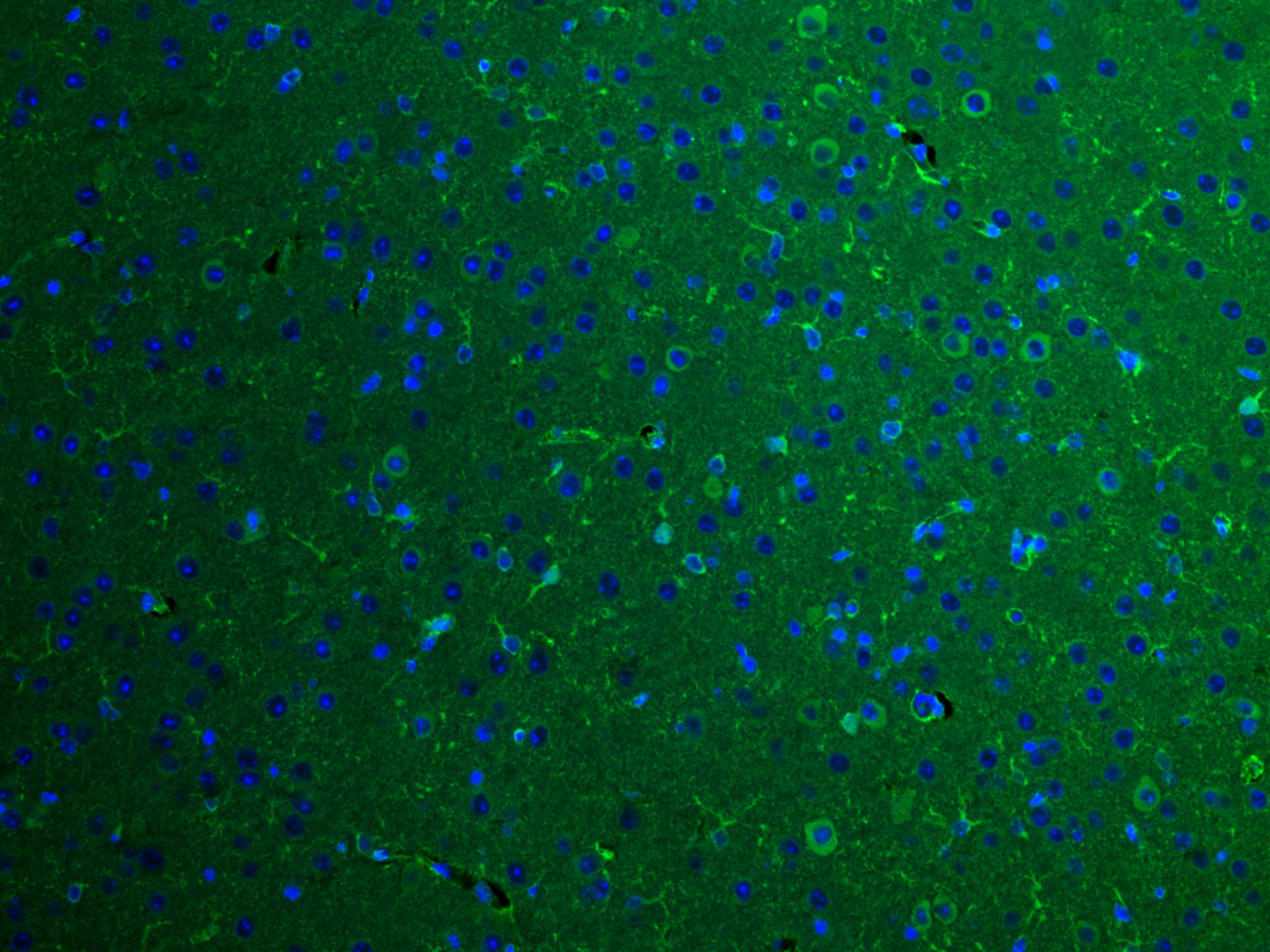 Immunofluorescence (IF) / fluorescent staining of mouse brain tissue using BRE Monoclonal antibody (66356-1-Ig)
