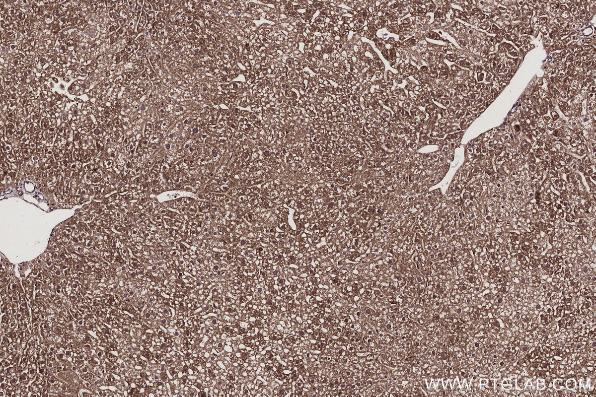 IHC staining of mouse liver using 66356-1-Ig Immunohistochemistry (IHC) staining of mouse liver tissue using BRE Monoclonal antibody (66356-1-Ig)