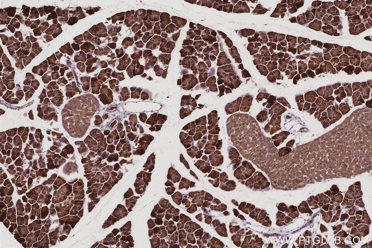 IHC staining of mouse pancreas using 66356-1-Ig Immunohistochemistry (IHC) staining of mouse pancreas tissue using BRE Monoclonal antibody (66356-1-Ig)