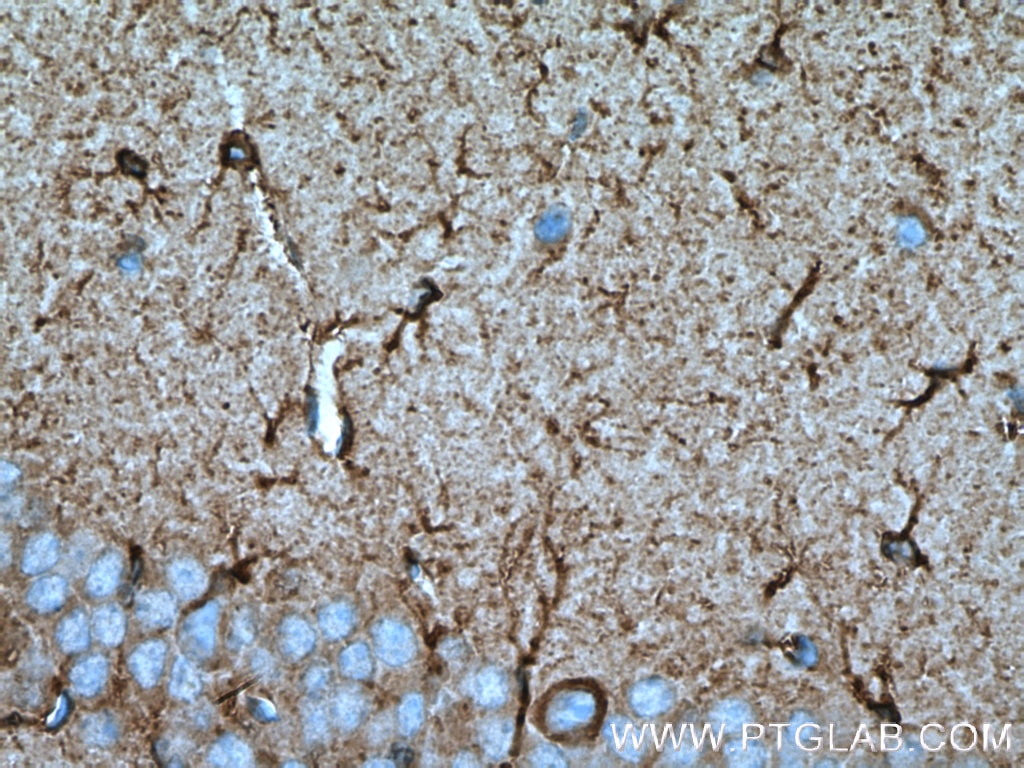 Immunohistochemistry (IHC) staining of mouse brain tissue using BRE Monoclonal antibody (66356-1-Ig)