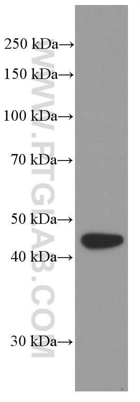 Western Blot (WB) analysis of fetal human brain tissue using BRE Monoclonal antibody (66356-1-Ig)