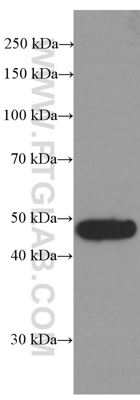 Western Blot (WB) analysis of rat brain tissue using BRE Monoclonal antibody (66356-1-Ig)