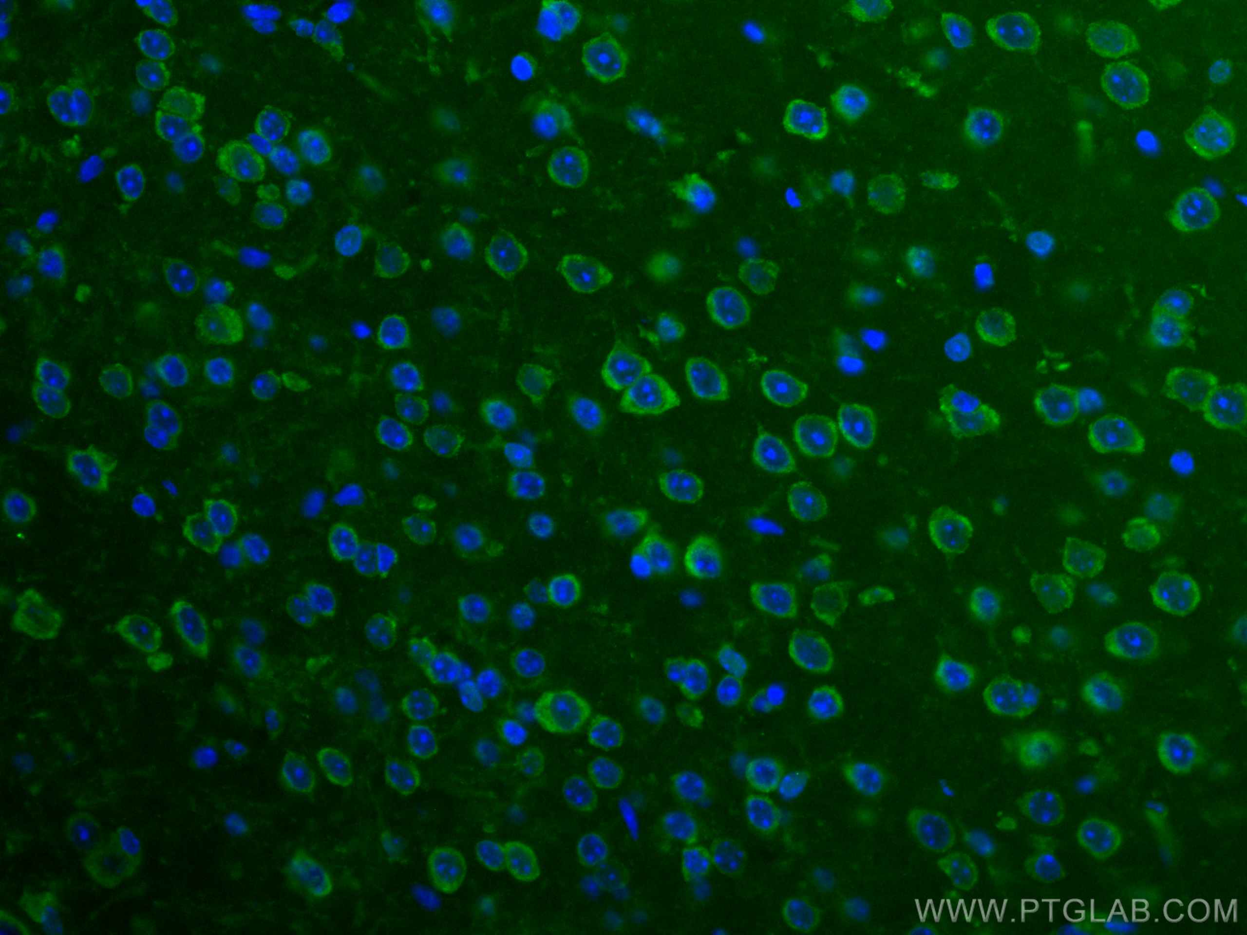 Immunofluorescence (IF) / fluorescent staining of mouse brain tissue using CoraLite® Plus 488-conjugated BRE Monoclonal antib (CL488-66356)