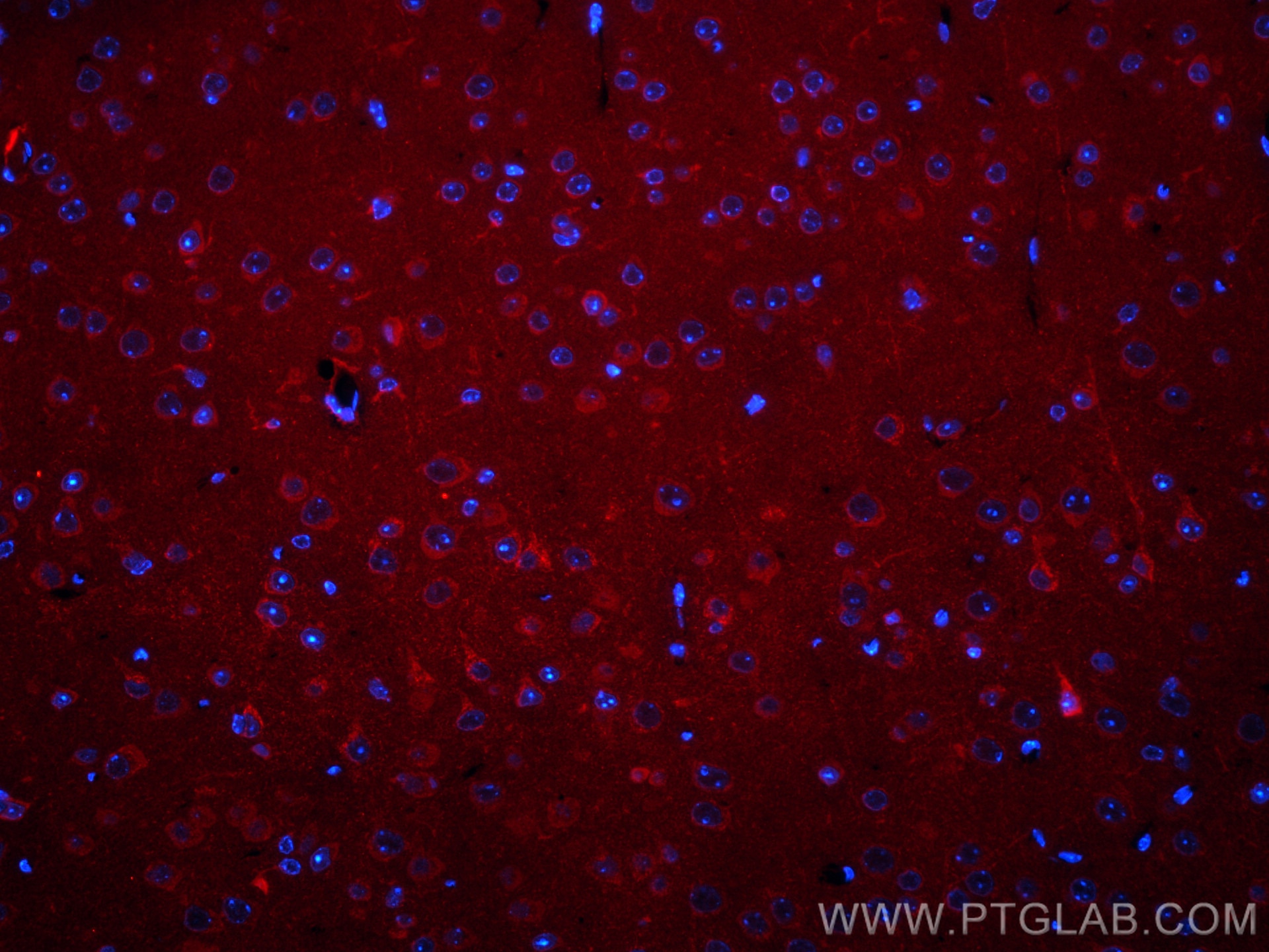 Immunofluorescence (IF) / fluorescent staining of mouse brain tissue using CoraLite®594-conjugated BRE Monoclonal antibody (CL594-66356)