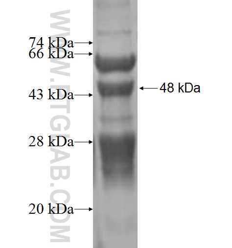 BRF1 fusion protein Ag3393 SDS-PAGE