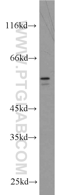 Western Blot (WB) analysis of HT-1080 cells using BRF2 Polyclonal antibody (12056-1-AP)