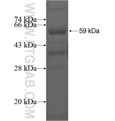BRF2 fusion protein Ag2686 SDS-PAGE