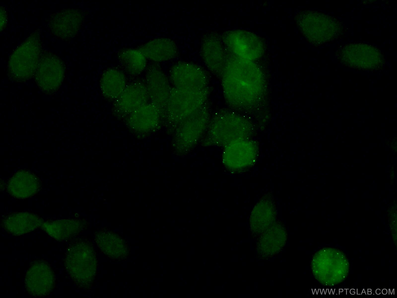IF Staining of HeLa using 24436-1-AP
