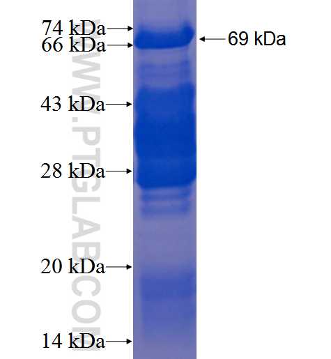 BRIT1 fusion protein Ag2567 SDS-PAGE