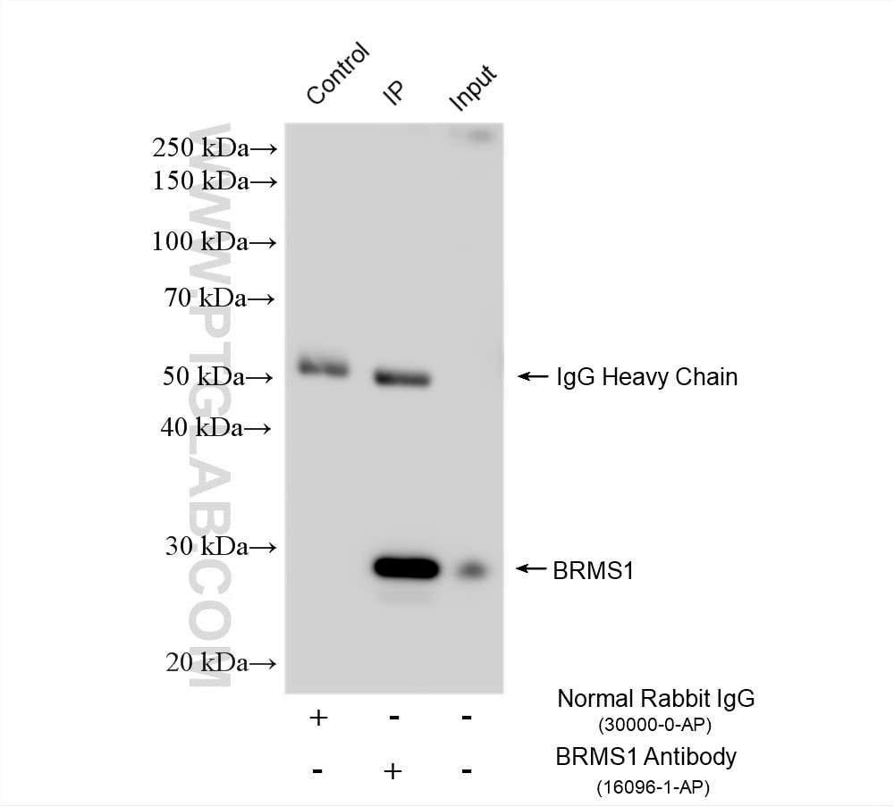 IP experiment of MCF-7 using 16096-1-AP Immunoprecipitation (IP) experiment of MCF-7 cells using BRMS1 Polyclonal antibody (16096-1-AP)