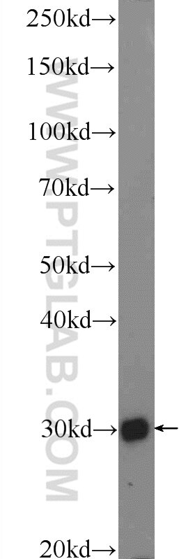 Western Blot (WB) analysis of MCF-7 cells using BRMS1 Polyclonal antibody (16096-1-AP)