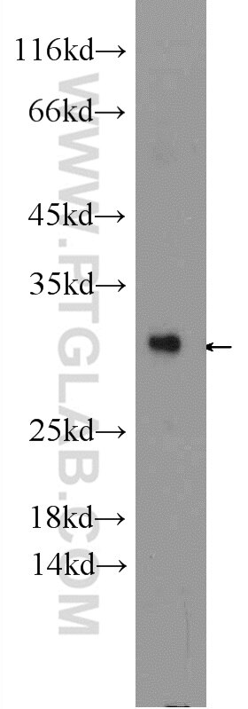 Western Blot (WB) analysis of MCF-7 cells using BRMS1 Polyclonal antibody (16096-1-AP)