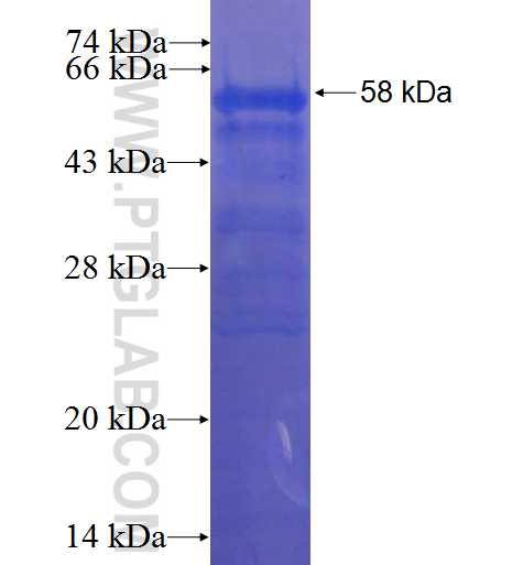 BRMS1 fusion protein Ag8939 SDS-PAGE