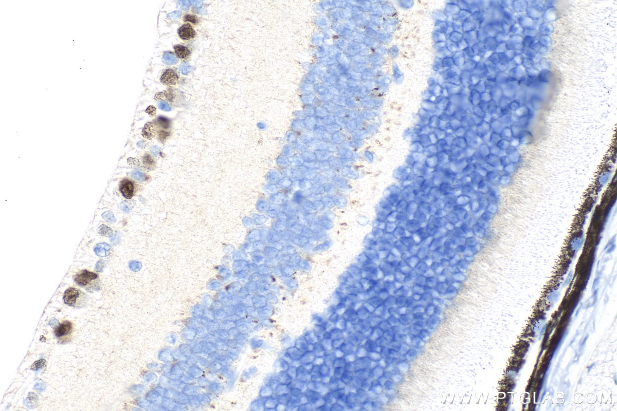 Immunohistochemistry (IHC) staining of mouse eye tissue using BRN3A Polyclonal antibody (32257-1-AP)