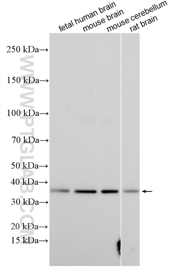 Western Blot (WB) analysis of various lysates using BRN3A Polyclonal antibody (32257-1-AP)