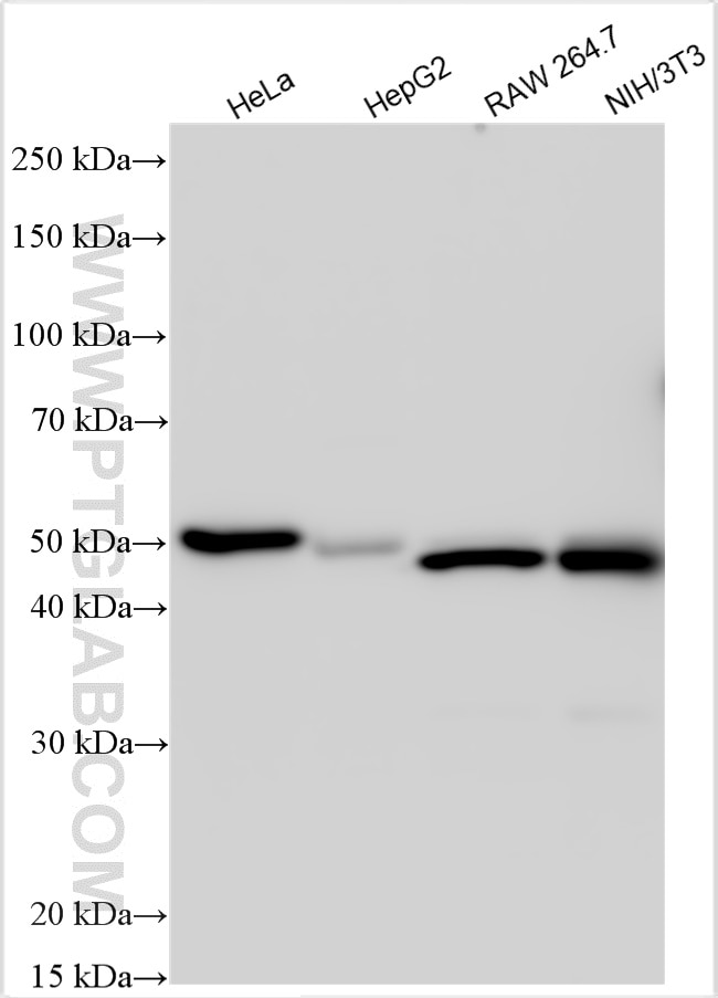 Western Blot (WB) analysis of various lysates using BRP16 Polyclonal antibody (20169-1-AP)